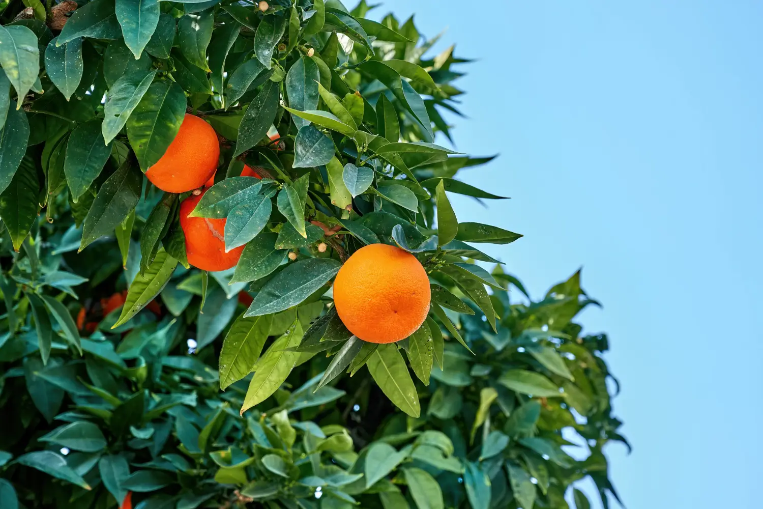 The Ultimate Guide to Fertilizing Citrus Trees for Juicy, Healthy Fruit