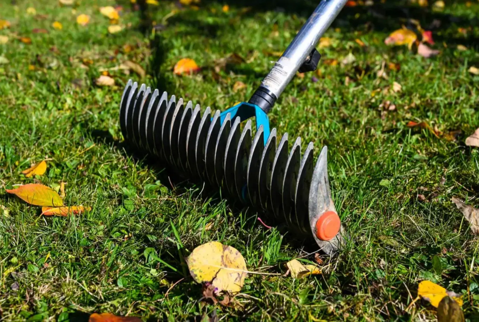 Dethatching Rake Basics: Revive Your Lawn for Greener, Thicker Grass