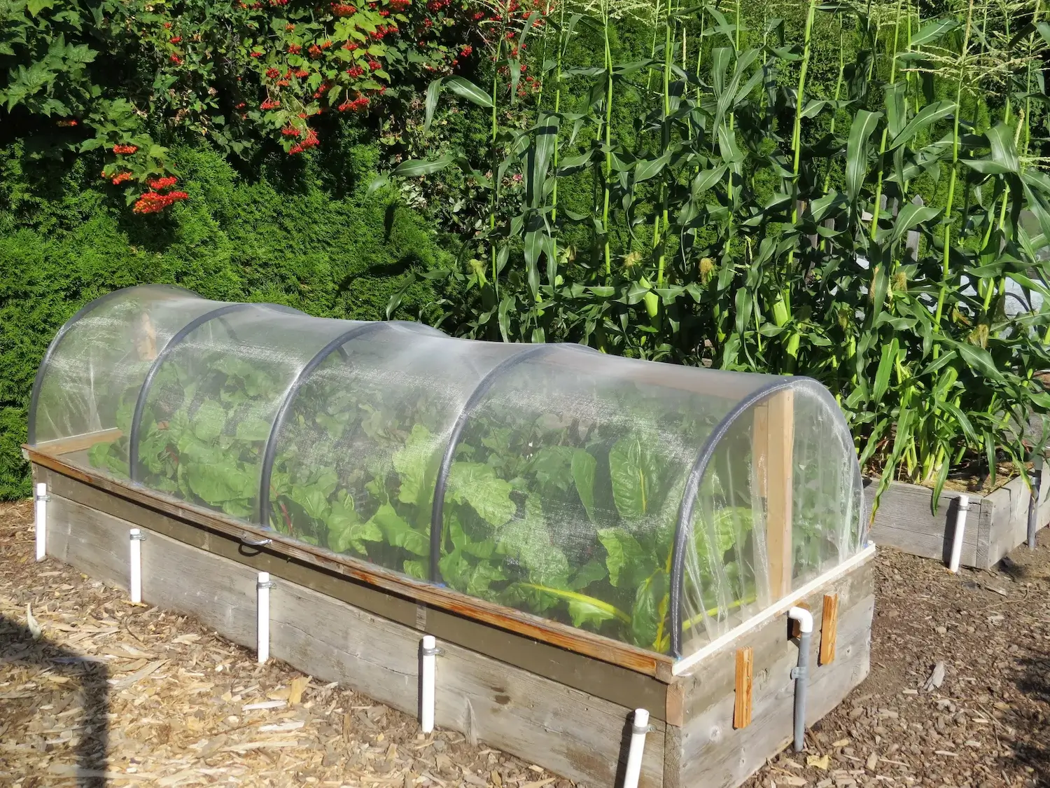 Garden Netting Solutions to Protect Plants from Birds and Pests
