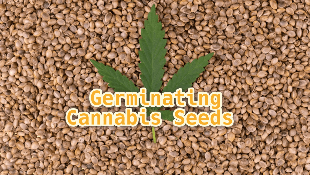 https://growcycle.com/images/blog/32/Germinating_Cover__3___1_.png