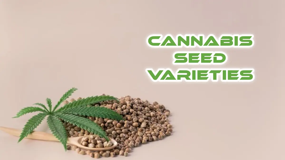 Cannabis Seed Varieties: Expert Companion For Cultivation