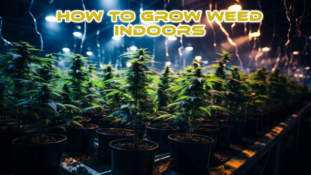 How to Grow Weed Indoors