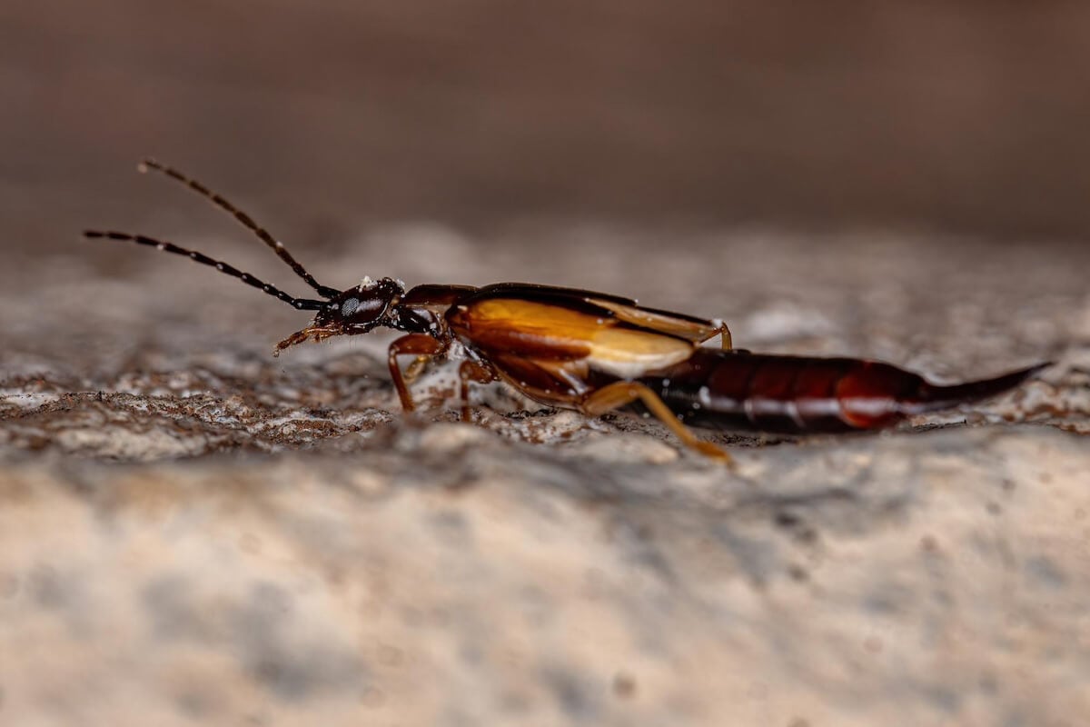 How to get rid of earwigs fast?