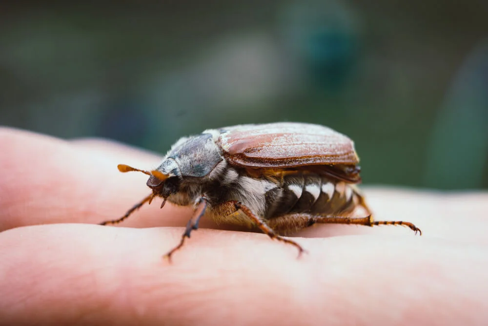 How to get rid of june bugs