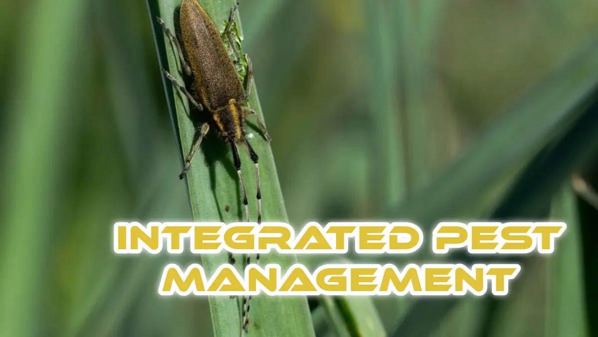 Integrated Pest Management