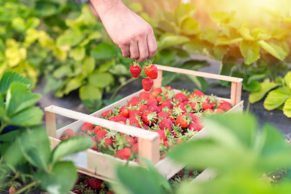 Growing hydroponic strawberries: A complete guide