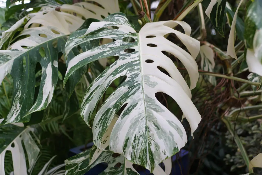 Monstera Albo: Tips and Tricks for Thriving Growth