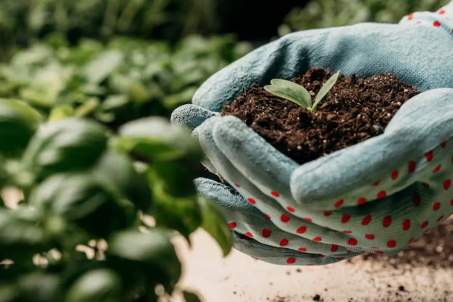 the future of farming