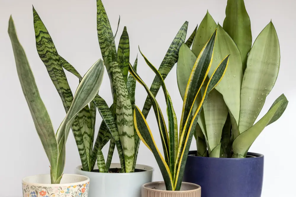 Snake Plant Care: Tips for a Thriving Sansevieria - Growcycle