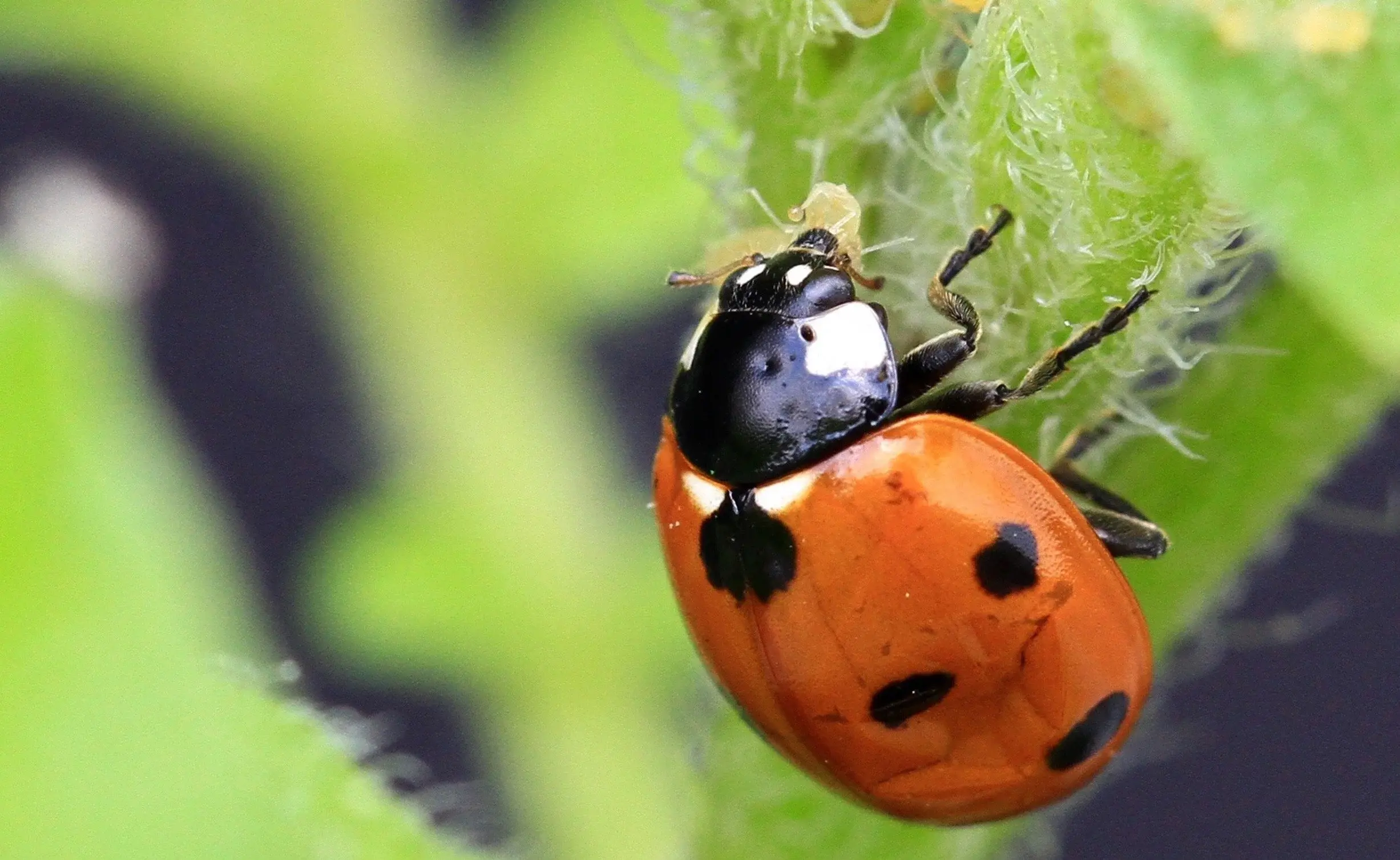 Natural Predators: Nature’s Pest Control Squad