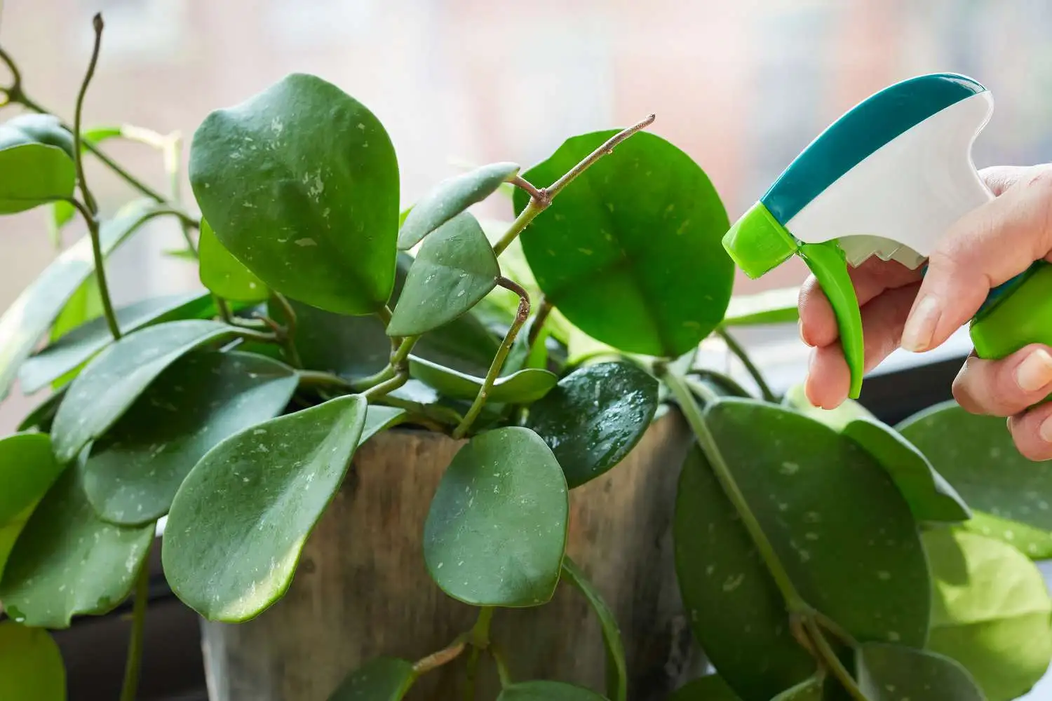Home Remedies and Organic Sprays for Direct Control