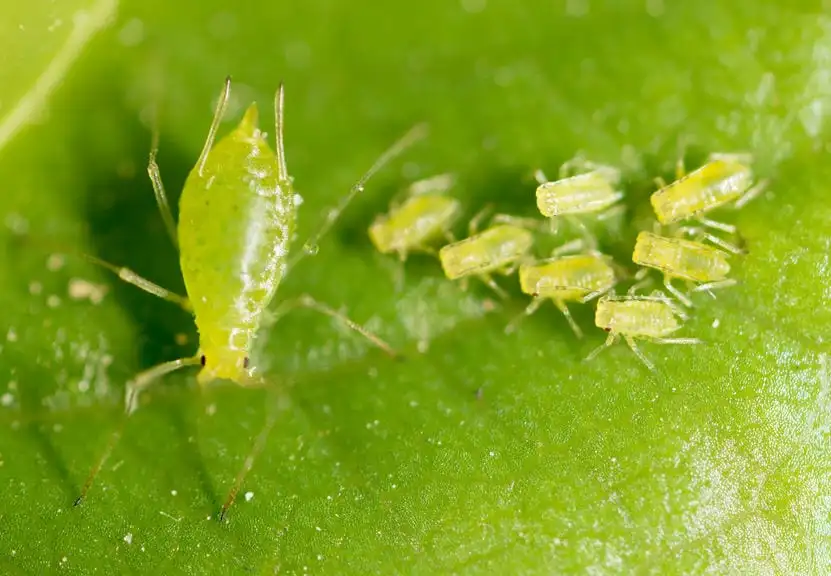 Integrated Natural Aphid Management