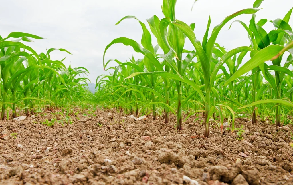 How Crop Rotation Improves Soil Health