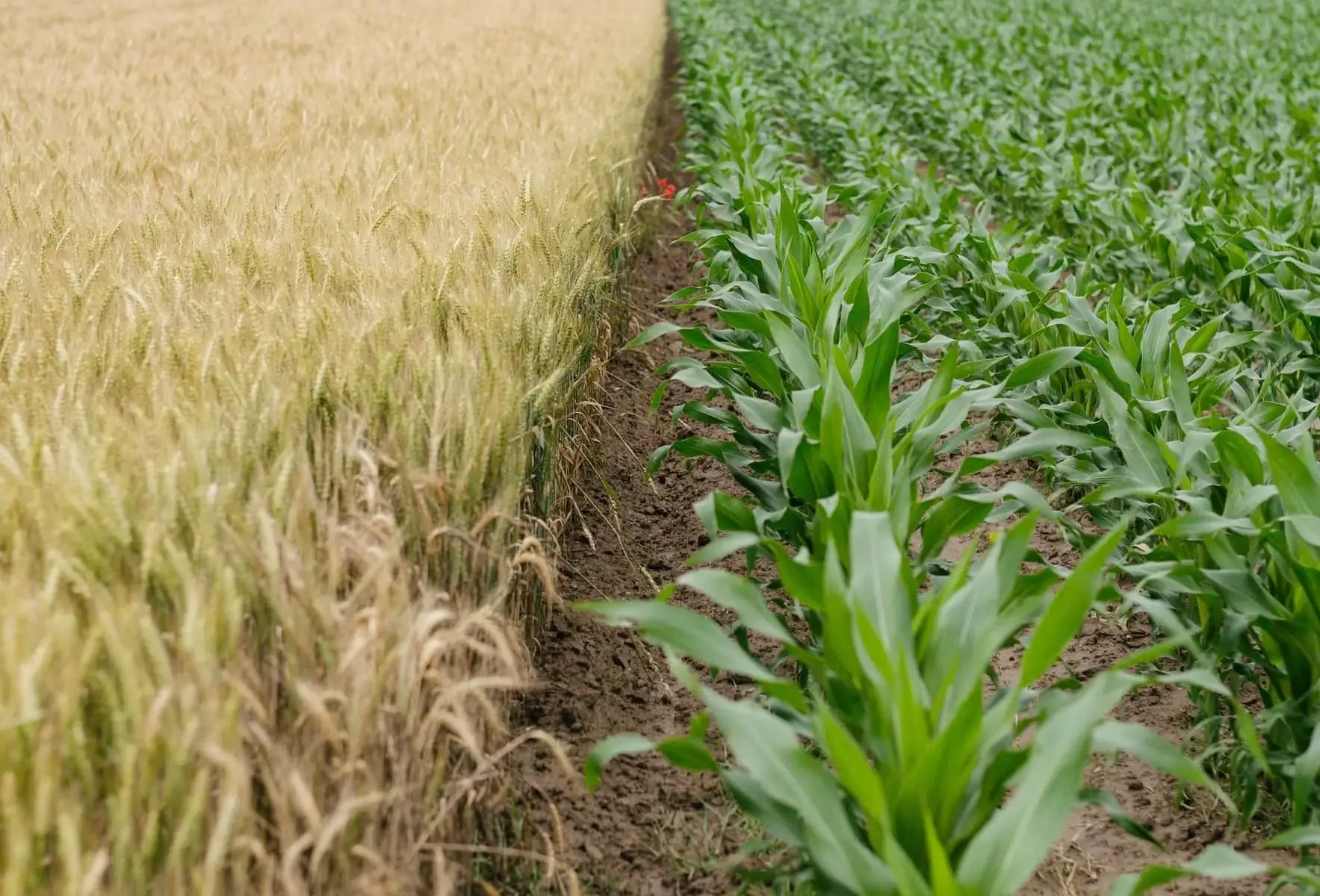  How Crop Rotation Boosts Yield and Long-Term Productivity