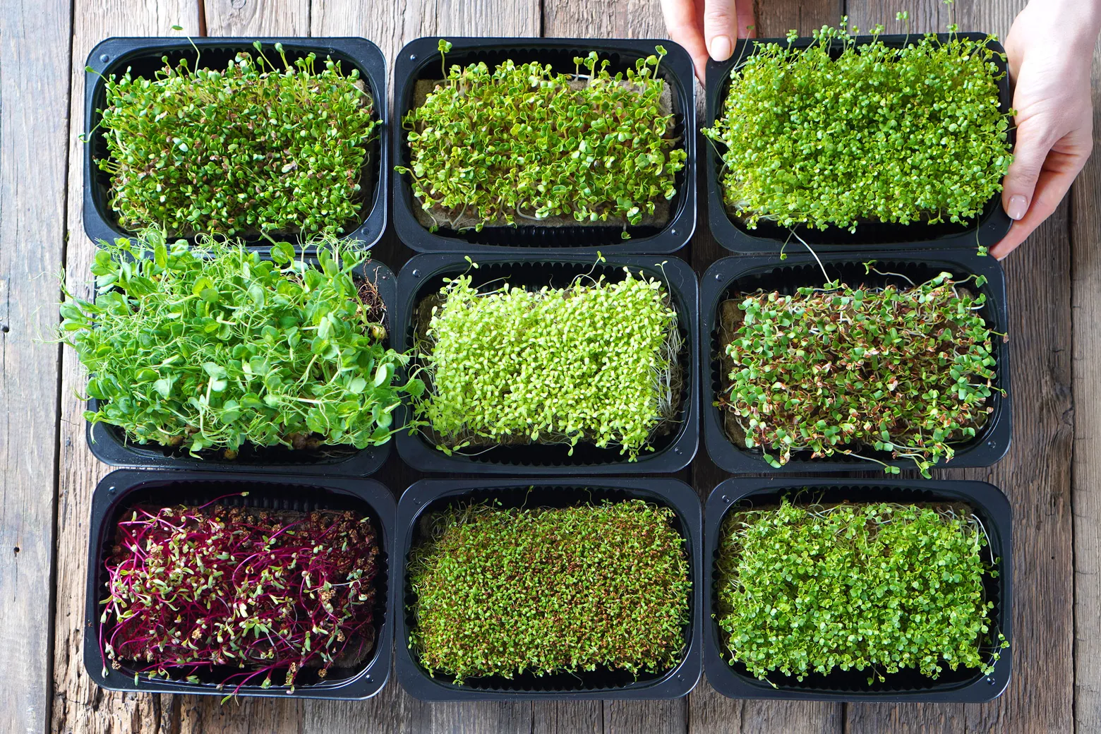 Benefits of Using a Microgreens Growing Kit