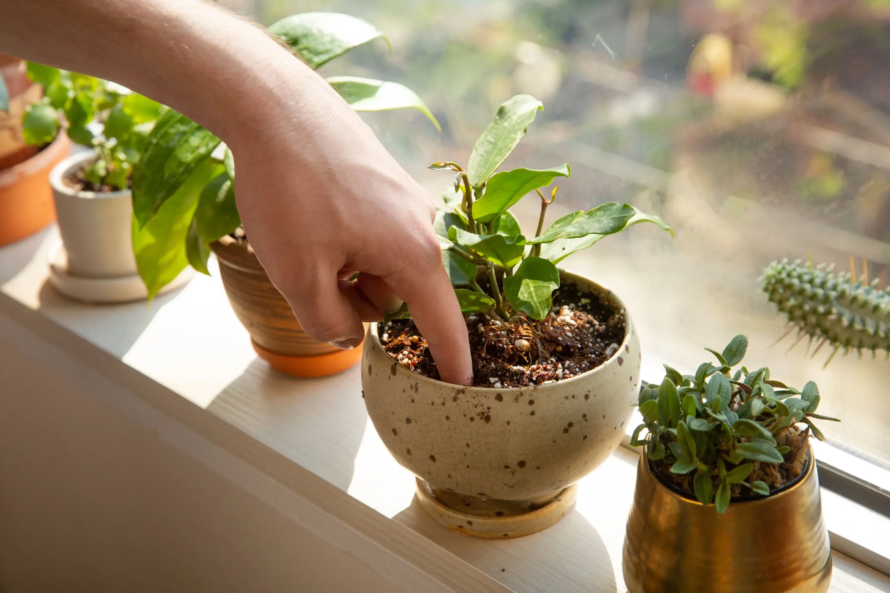 Popular Houseplants and How to Care for Them