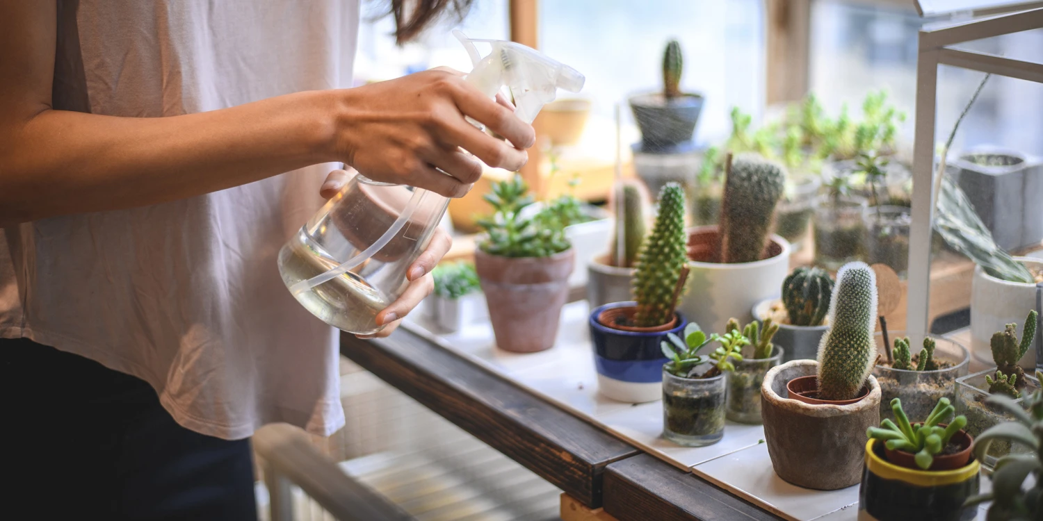 Matching Plants to Space and Lifestyle