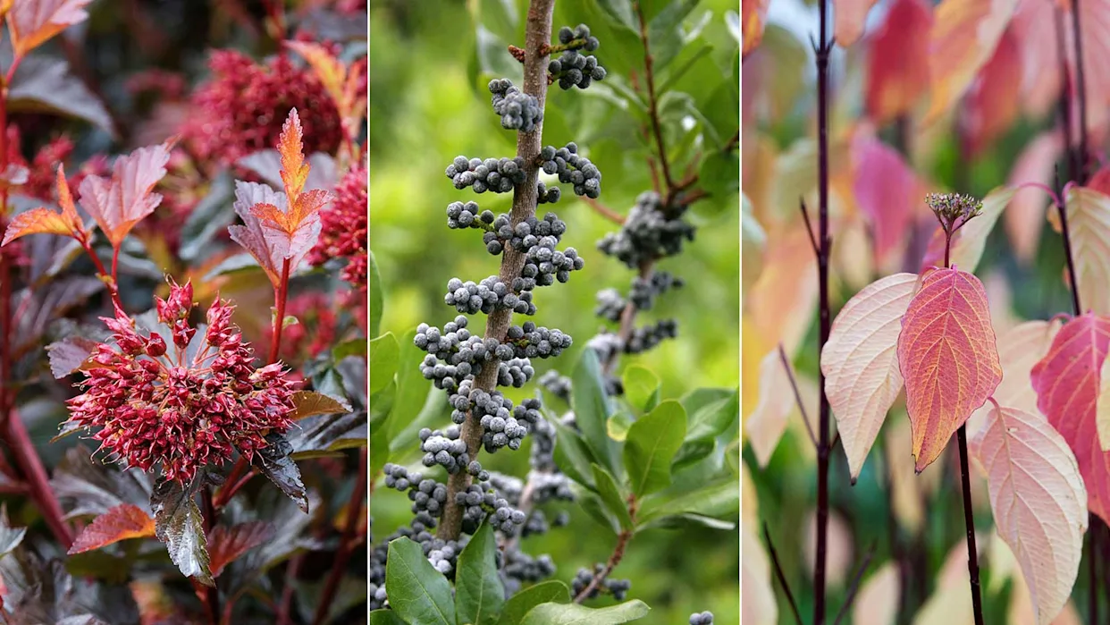 Other Excellent Shrub Choices for Privacy