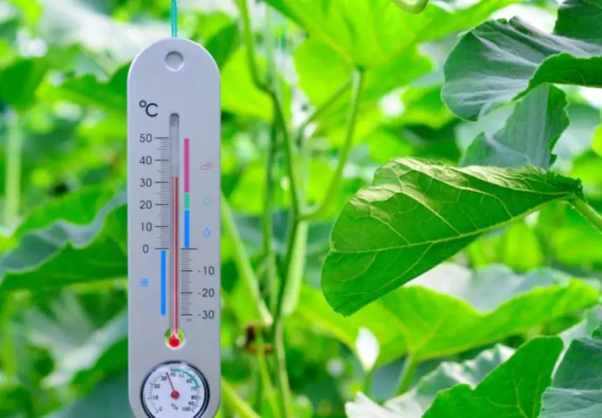 Tips for Maximizing Plant Health and Yield