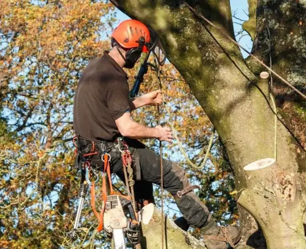 Key Factors Affecting Tree Removal Price