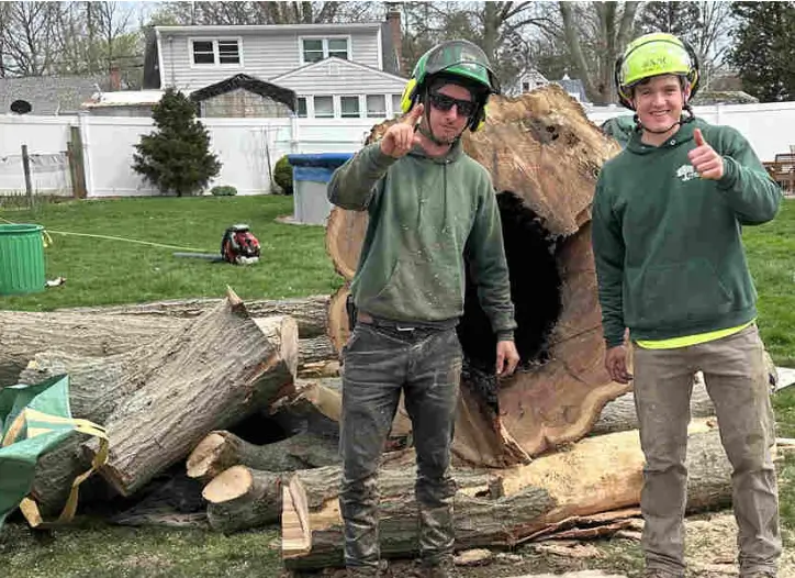 How to Choose a Tree Removal Arborist