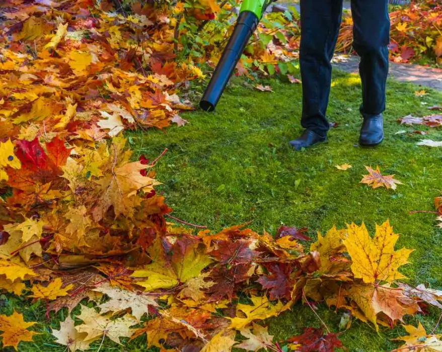 Choose the Right Leaf Removal Tools