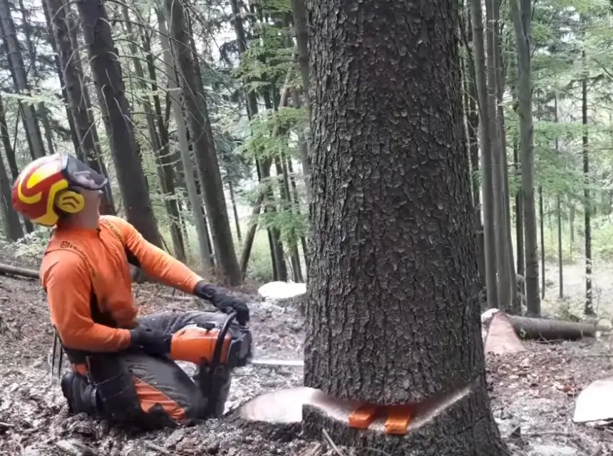 Precautions Before Any Tree Removal Attempt