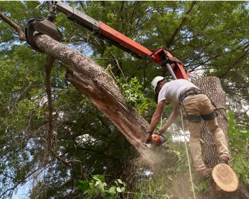 The Emergency Tree Removal Process