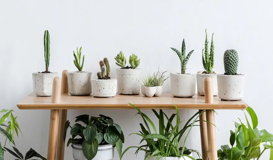 Factors to Choose the Right Plant Saucers