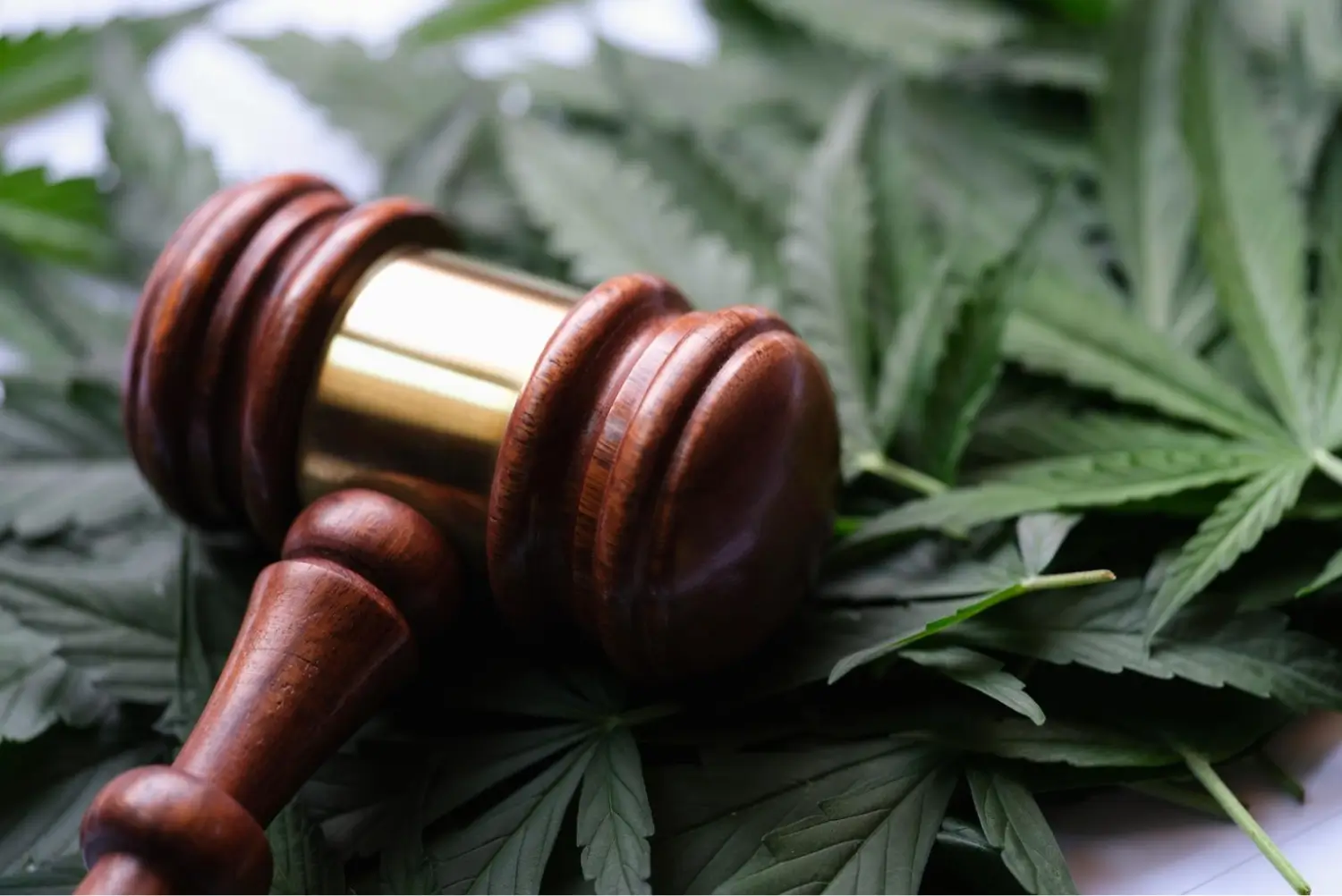 cannabis restrictions on payroll services
