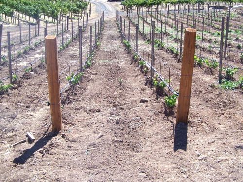 Split Cedar Posts - 4''-5'' By 8''
