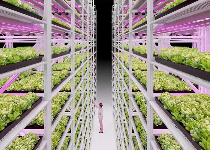 Vertical Grow Shelving for Leafy Greens and Microgreens