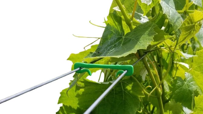2" Biodegradable Green Clips - 1000 Pcs Per Bag