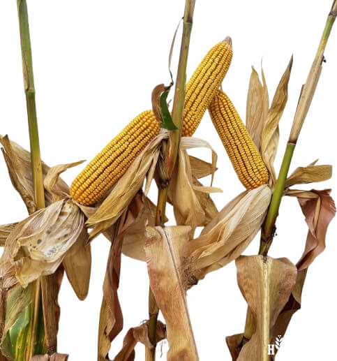 23B50 Corn Seed Hybrid - 55lb Bag