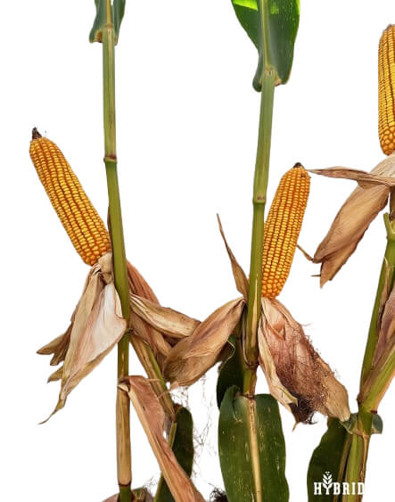 23P66 Corn Seed Hybrid - 55lb Bag