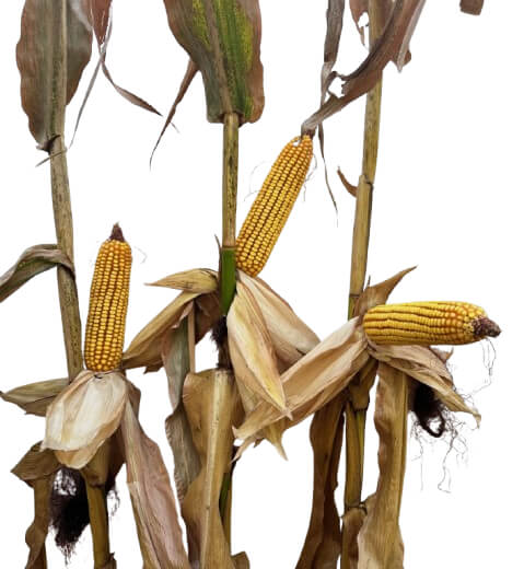 24P02 Corn Seed Hybrid - 55lb Bag