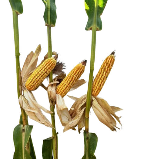 24P17 Corn Seed Hybrid - 55lb Bag