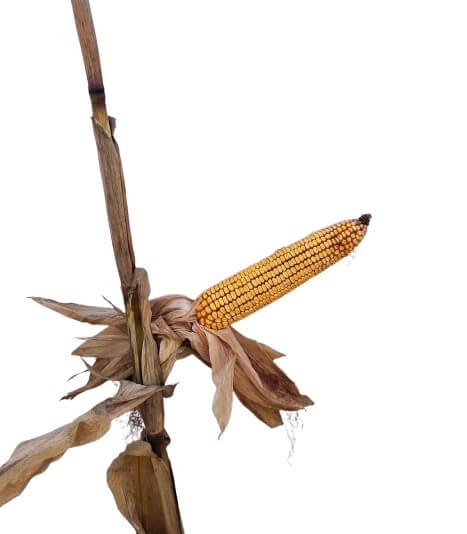 24P82 Corn Seed Hybrid - 55lb Bag