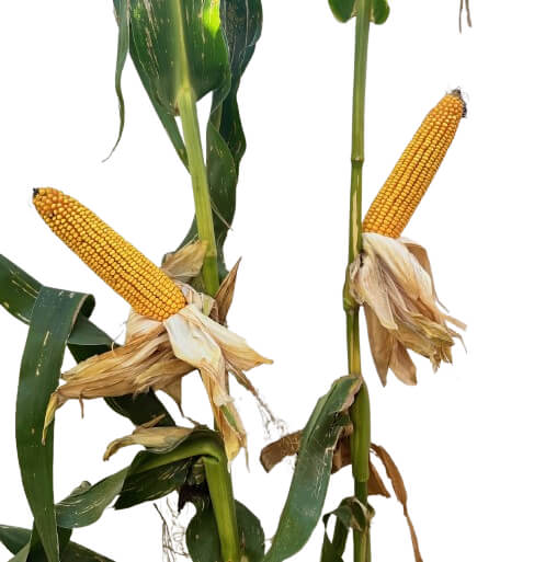25D19 Corn Seed Hybrid - 55lb Bag
