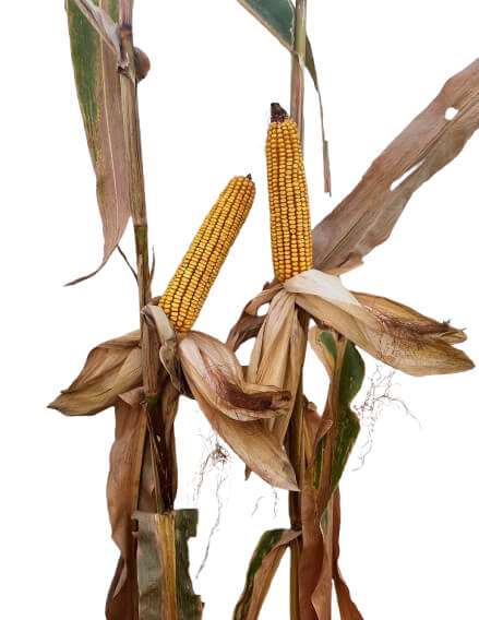 25P88 Corn Seed Hybrid - 55lb Bag