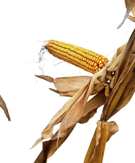 25X83 Corn Seed Hybrid - 55lb Bag
