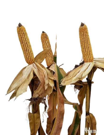 H3751 Corn Seed Hybrid - 55lb Bag
