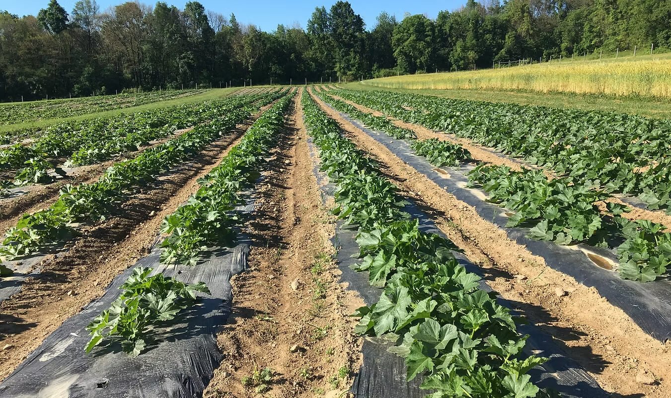Radical Mulch Films