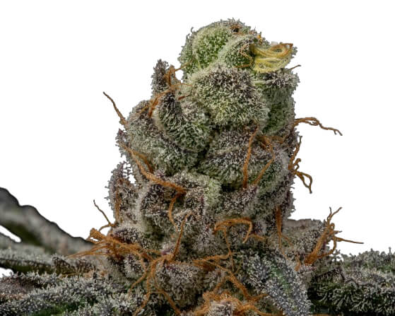 Acai Diesel - Trilogene Seeds