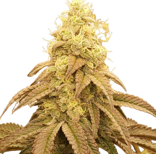 Socrates Sour - Trilogene Seeds