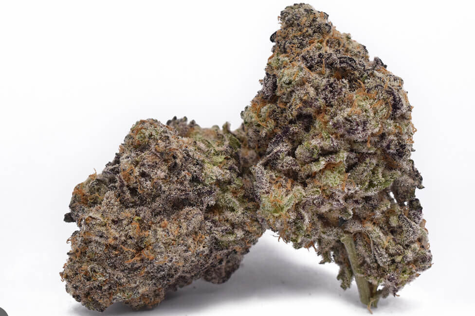 Scottie 2 Hottie - Trilogene Seeds