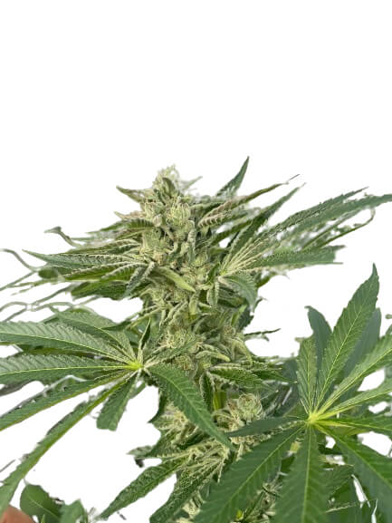 Latte Lato - Trilogene Seeds