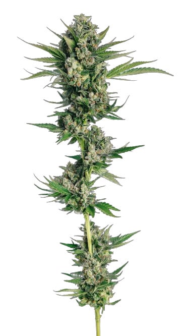 Honeycomb Chem - Trilogene Seeds