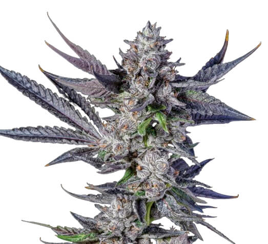 Sun Run - Trilogene Seeds