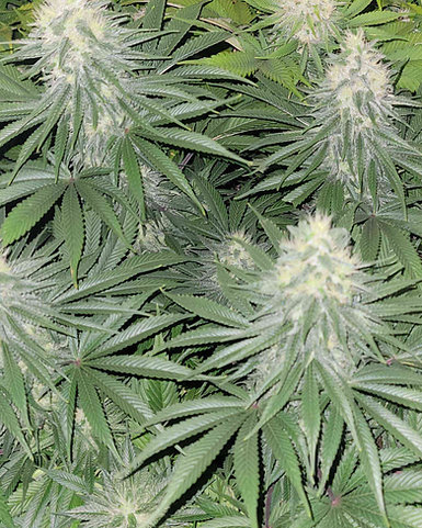 White Widow - Platinum Seeds